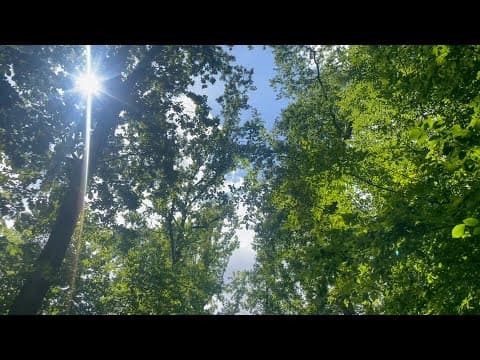 Geh in Frieden nun | The Winner takes it all Beerdigungsversion | Friedwald | Bolanden - Notenstrauss Live Performance